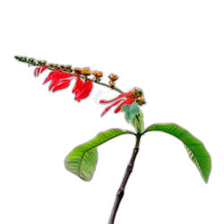 Cocoa Blossom